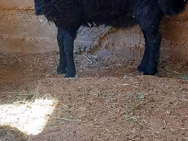 كبش, الأغنام — أوزبكستان