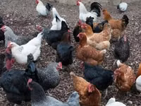 Chickens — Foto 2
