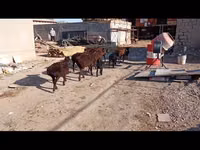 母山羊, Goats — 照片 3