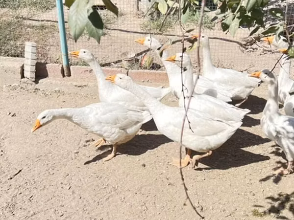 Geese — قيرغيزستان