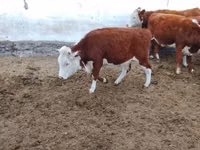 गाय, Simmental cattle — फ़ोटो 2
