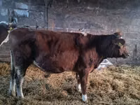 Vaca, Simmental cattle — foto 7