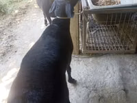 Ram, Sheep — photo 6