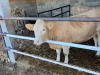 गाय, Charolais cattle — फ़ोटो 4