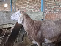 मेढ़ा, Rhon sheep — फ़ोटो 5