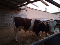 Rinder (Partie, Geschlecht nicht angegeben), Simmental cattle — Foto 5