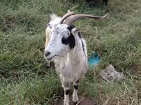 山羊（批次，未指定性别）, Goats — 照片 3