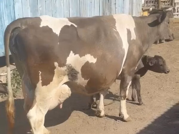 गाय, Latvian Blue cattle — कज़ाखस्तान