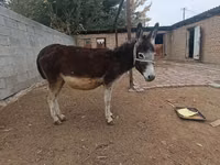 Yegua, Caballos — foto 3
