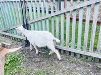 عنزة, Alpine goat — الصورة 1