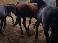 Horse (M), Horse breed — photo 6