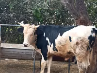 公牛, Russian Black pied cattle — 照片 3