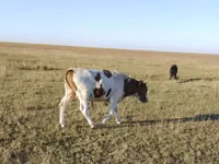 सांड, Simmental cattle — फ़ोटो 2