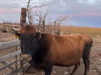 Kuh, Latvian Blue cattle — Foto 1