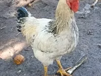 Chickens — الصورة 1