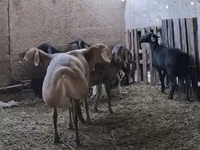 मेढ़ा, Arashan sheep — फ़ोटो 6