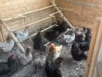 Australorp — Foto 1