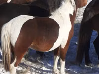 Caballos (lote, sexo no especificado), Horse breed — foto 2