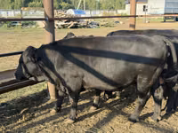 公牛, Aberdeen-Angus — 照片 2