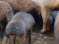 Carnero, Arashan sheep — foto 7