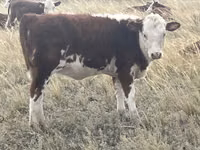 Vaca, Vaca kazaja de cabeza blanca — foto 8