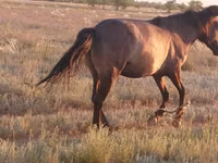 Mare, Mugalzhar horse — photo 5