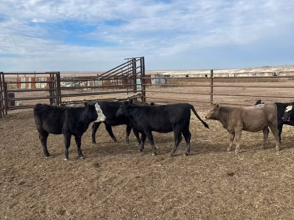 母牛, Aberdeen-Angus — 哈萨克斯坦