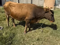 母牛, Cattle — 照片 3