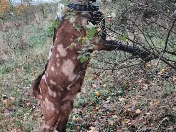 Теке, Nubian Goat