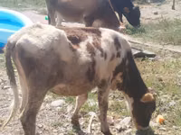 母牛, Russian Black pied cattle — 照片 3