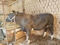 Bulle, Rinder — Foto 1