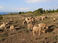 Widder, Merino sheep — Foto 5