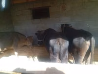 公牛, Swiss cattle — 照片 4