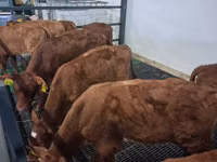 Bulle, Simmental cattle — Foto 3