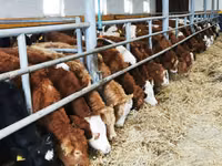 Bovinos (lote, sexo no especificado), Simmental cattle — foto 2