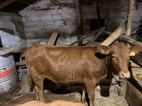 母牛, Cattle — 哈萨克斯坦