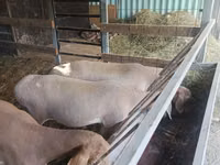 Schaf, Arashan sheep — Foto 7