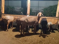 Sheep, Sheep — photo 1