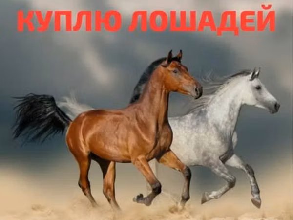 Stute, Pferde — Kasachstan