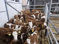 Cattle (batch, sex not specified), Simmental cattle — photo 1