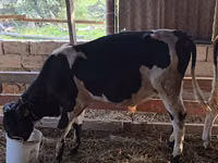 Bulle, Holstein-Rasse — Foto 2