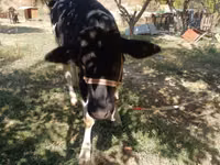 गाय, Russian Black pied cattle — फ़ोटो 1