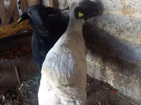 Ram, Sheep — photo 4