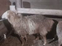 Qoʻchqor, Hissar sheep — 4-rasm