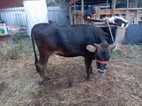 母牛, Swiss cattle — 照片 1