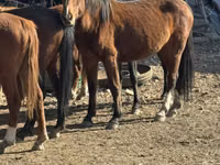 Stute, Kyrgyz Horse — Foto 2