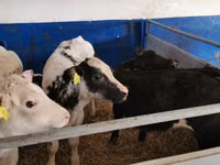 Kuh, Russian Black pied cattle — Foto 4