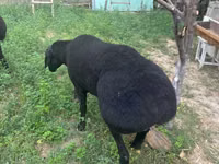 Кочкор, Койлор — сүрөт 5