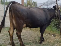 Kuh, Simmental cattle — Foto 1