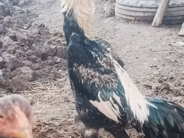 Chickens — Usbekistan